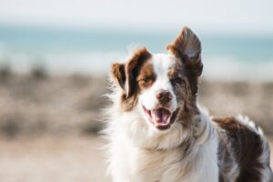 How Is CBD Used For Pets